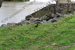 3110 ΚΟΚΚΙΝΟΚΟΙΛΙΑΚΟΣ ΚΙΧΛΑΣ TURDUS RUFIVENTRIS ΚΕΡΔΙΝΑΛΙΟΣ PAROARIA DOMINICANA ΠΟΥΛΙ COLONIA DEL SACRAMENTO ΟΥΡΟΥΓΟΥΑΗ 31-07-2025