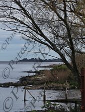 3111 ΔΕΝΔΡΟ ΣΤΟ ΠΟΤΑΜΙ COLONIA DEL SACRAMENTO ΟΥΡΟΥΓΟΥΑΗ 31-07-2025