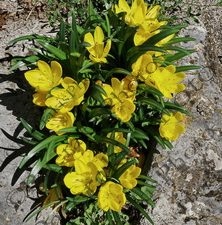 1803 ΚΙΤΡΙΝΟΣ ΚΡΟΚΟΣ ΑΣΦΟΔΕΛΟΣ ΤΟΥ ΧΕΙΜΩΝΑ STERNBERGIA LUTEA ΒΕΡΓΙΑΝΗ ΦΩΚΙΔΑ 18-10-2026